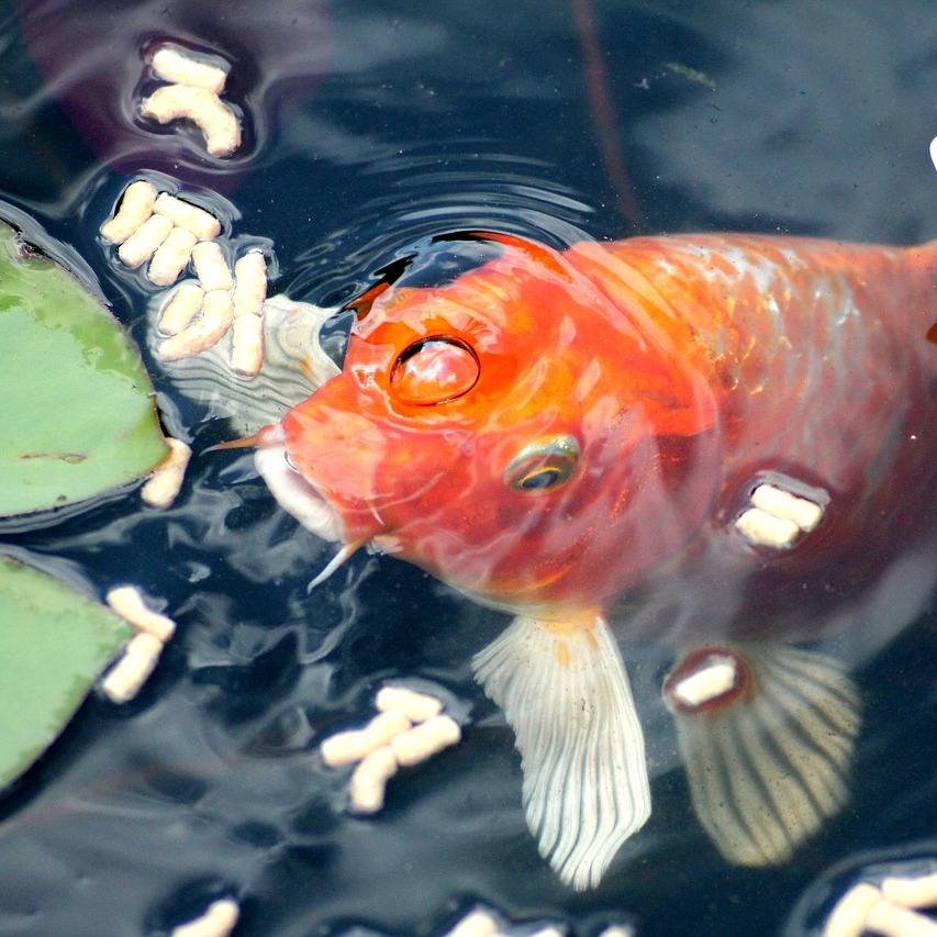 Un gold fish in un biolago ittico.